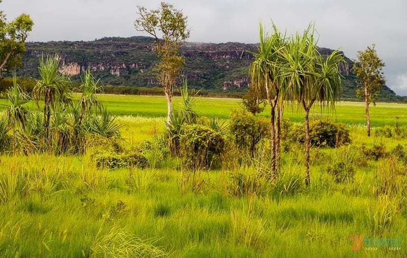 a grass field with trees