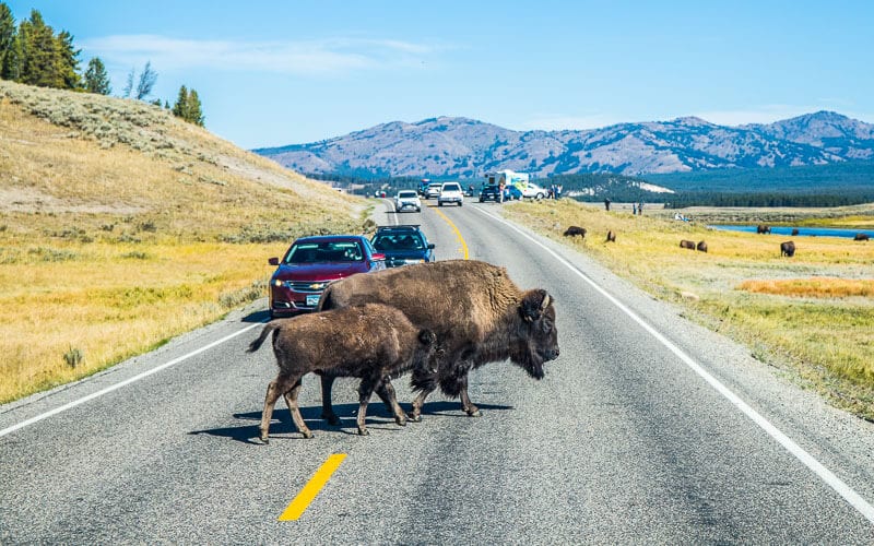 Best things to do in Yellowstone National Park