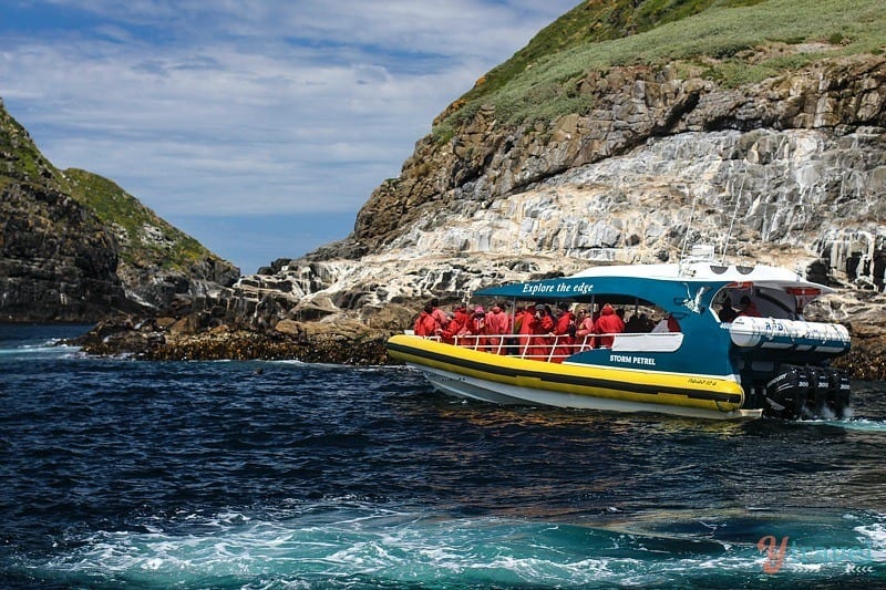 boat cruising around Bruny island coastline