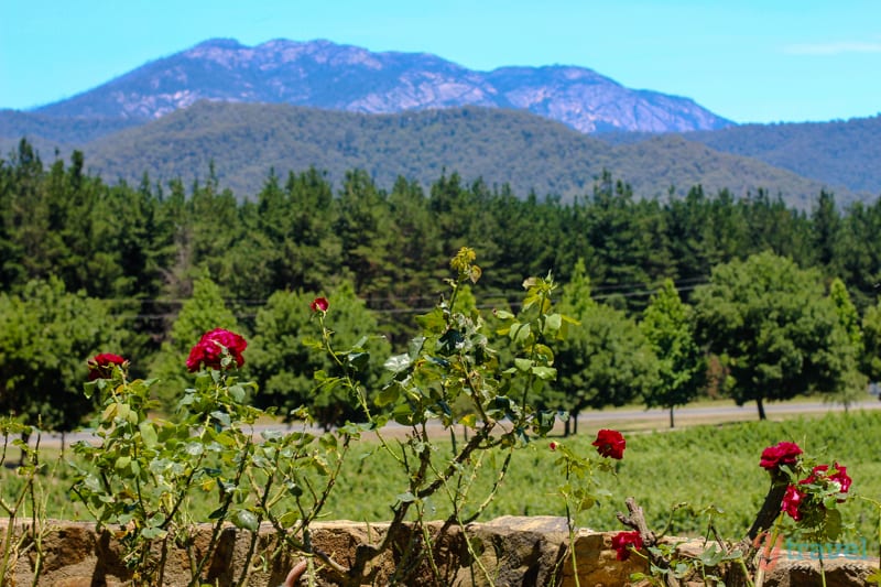 Feathertop Winery Bright (2)