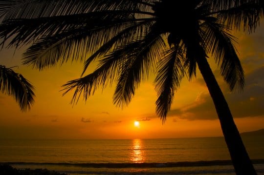 A sunset over a body of water next to a palm tree