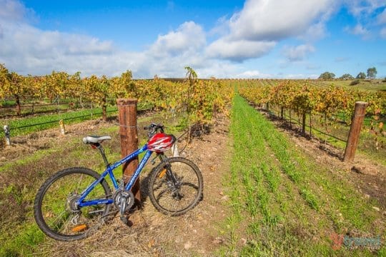 Bike and picnic in the Barossa Valley, South Australia