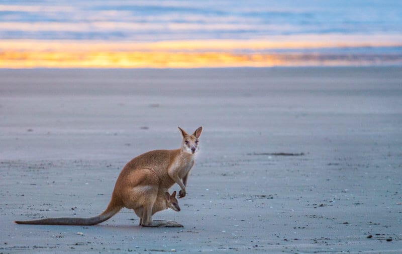 kangaroo on the beach