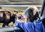child taking photos of bison on side of the road