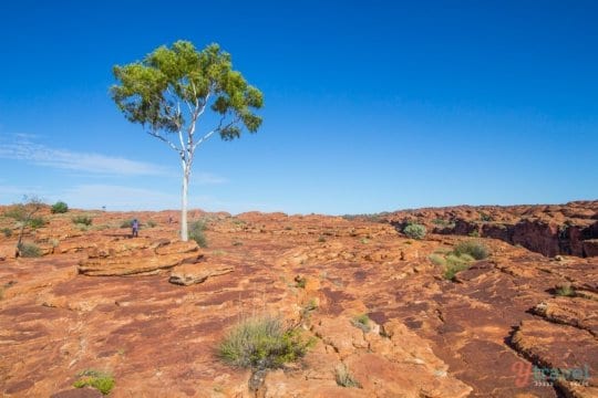 tree in a canyon