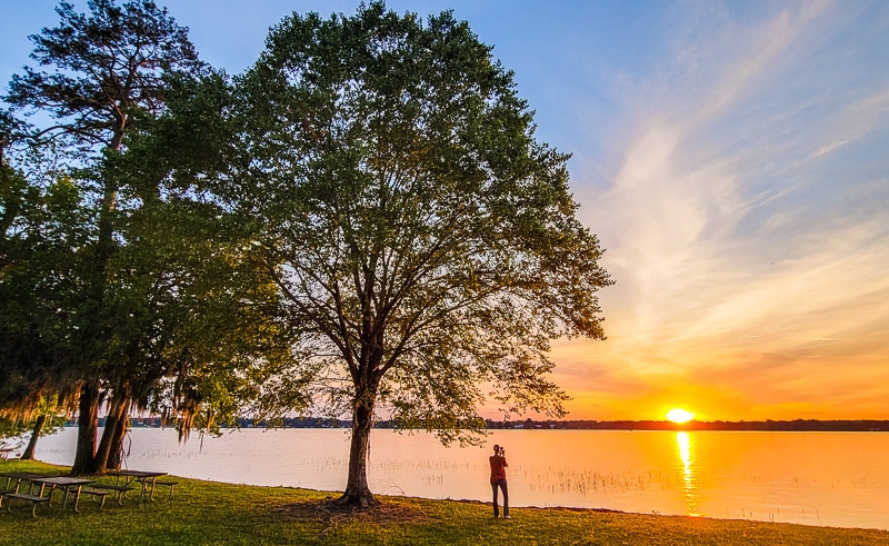 large tree next to a lake