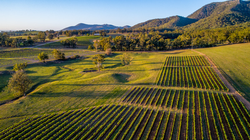 Sun rising over a vineyard in the Hunter Valley.