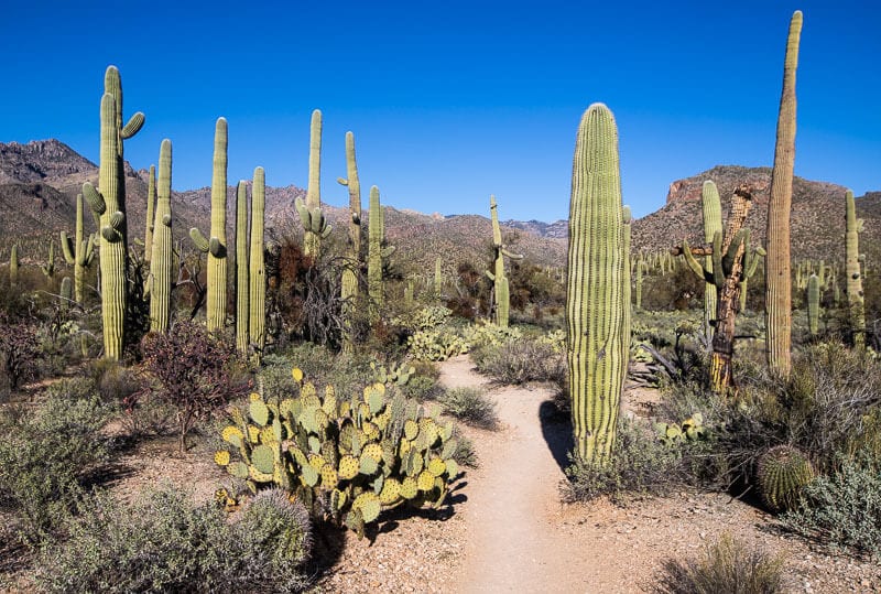 Sabino Canyon, Tucson